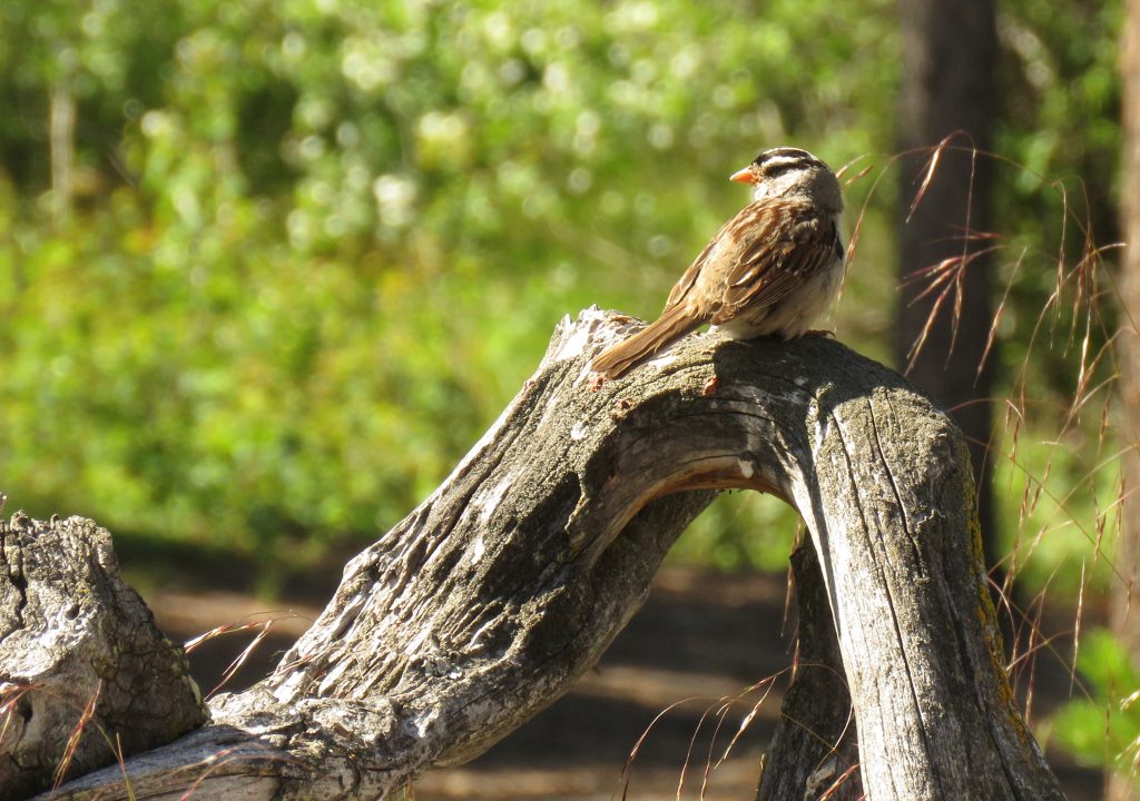 white crowned sparrow