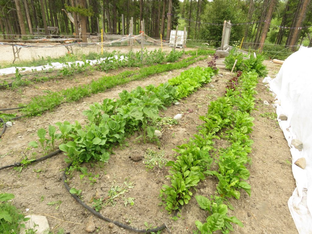 garden greens 