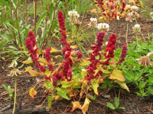 strawberry bite (Kleena Kleene Waterfall Again)