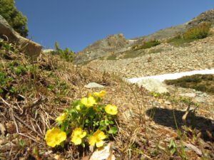 16 MM buttercup (Perkins Peak Conquered!)