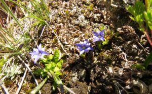 17 mos gentian (Perkins Peak Conquered!)