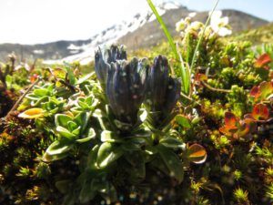 18 bluegreen gentian (Perkins Peak Conquered!)