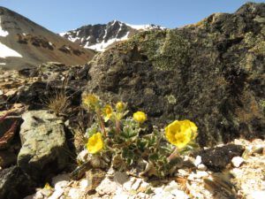 18 P uniflora (Perkins Peak Conquered!)