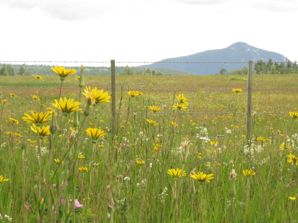 roadside weeds