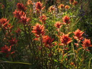 2 paintbrush (Perkins Peak Conquered!)