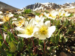 21 avens (Perkins Peak Conquered!)