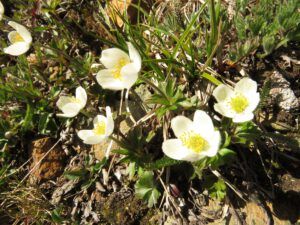 22 N anemones (Perkins Peak Conquered!)
