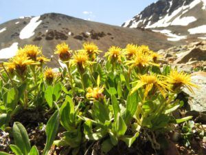 23 goldenweed (Perkins Peak Conquered!)