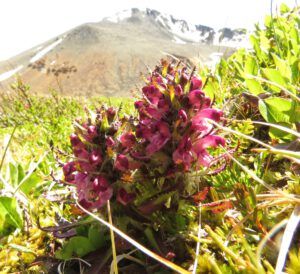 24 lousewort (Perkins Peak Conquered!)