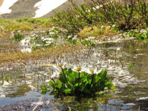 25 mmm (Perkins Peak Conquered!)