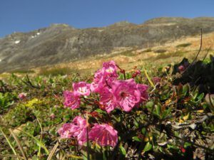 26 bog laurel (Perkins Peak Conquered!)