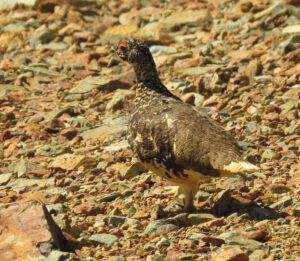 28 ptarmigan (Perkins Peak Conquered!)