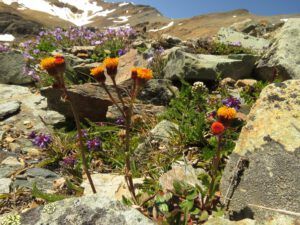 31 senecio (Perkins Peak Conquered!)