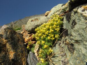 32 draba (Perkins Peak Conquered!)