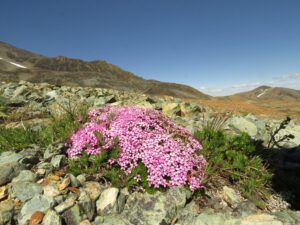 33 insane pink (Perkins Peak Conquered!)