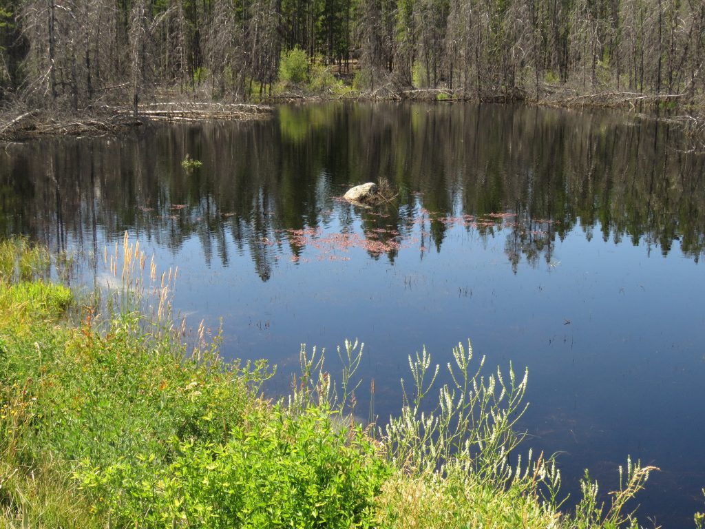 ponds full of water