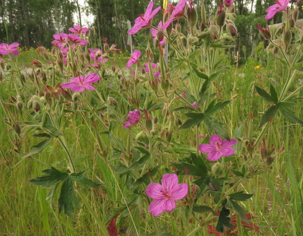 sticky geranium