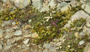 5 wild garden 2 (Perkins Peak Conquered!)