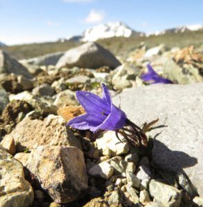 6 harebell (Perkins Peak Conquered!)