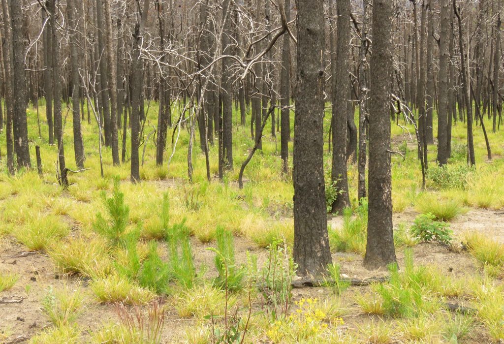 new pine trees