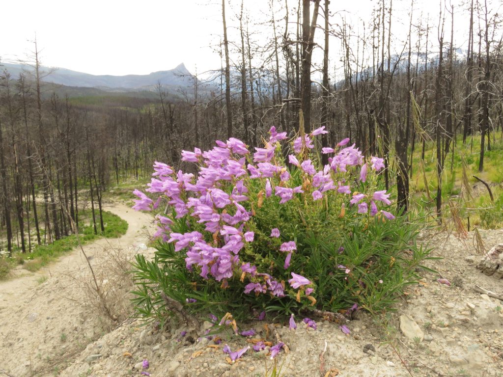 richardson's penstemon