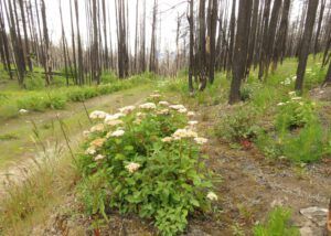 7 spiarea (Kleena Kleene Waterfall Again)