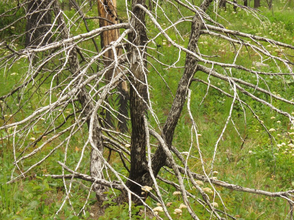 tree skeleton