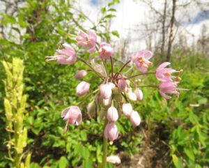 8 nodding onion (Kleena Kleene Waterfall Again)