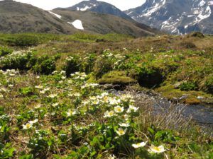 9 globe flower (Perkins Peak Conquered!)