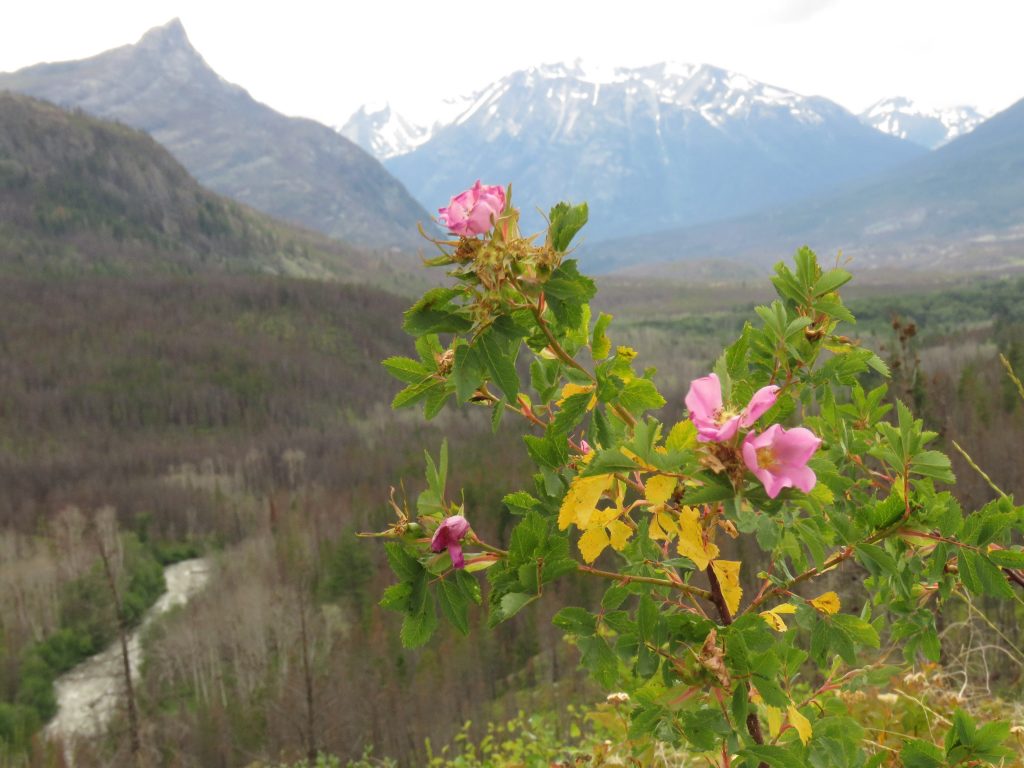 lookout with roses