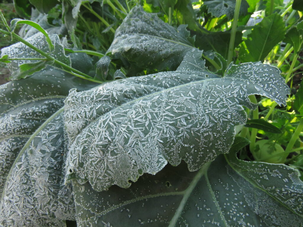 frosty kale