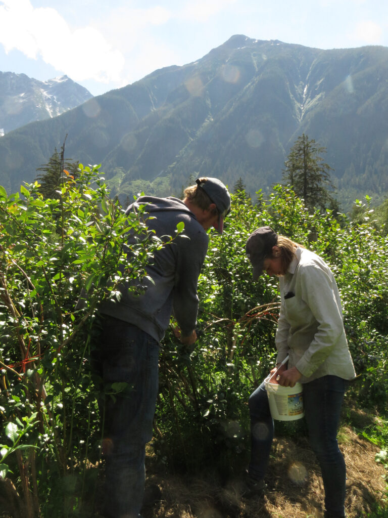 blueberries in the Bella coola valley