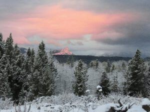 12 FP pink with snow (Fire-smarting ginty creek)