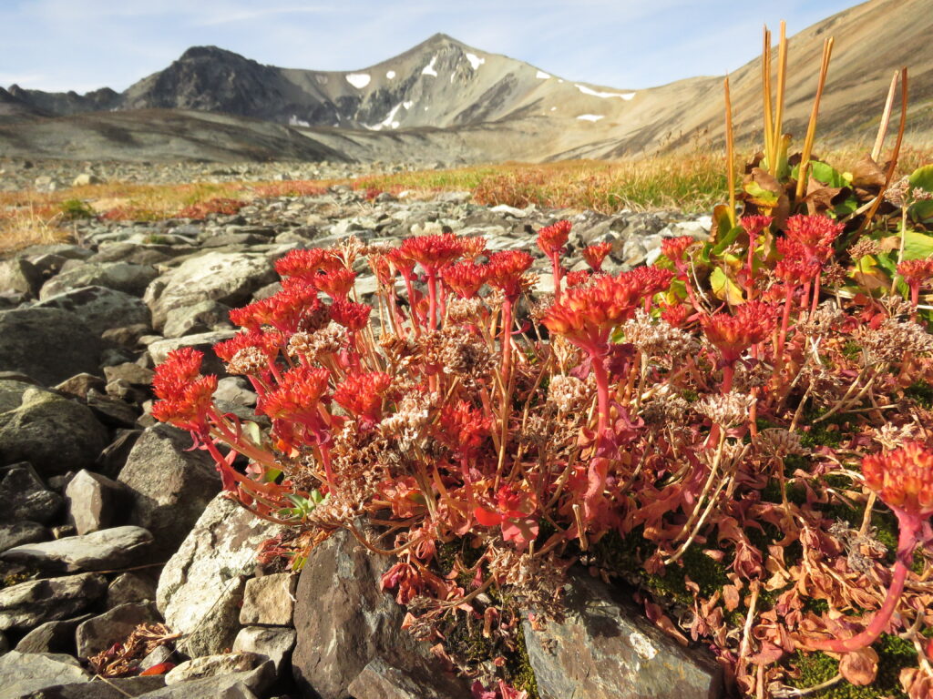 rose root fall colours