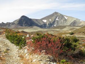 birch 2 (The End Of Summer)