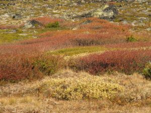 dwarf birch (The End Of Summer)
