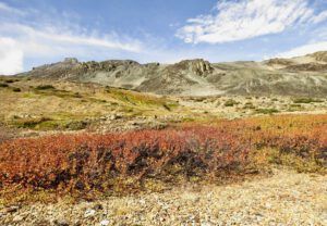 16 dwarf birch again (The End Of Summer)