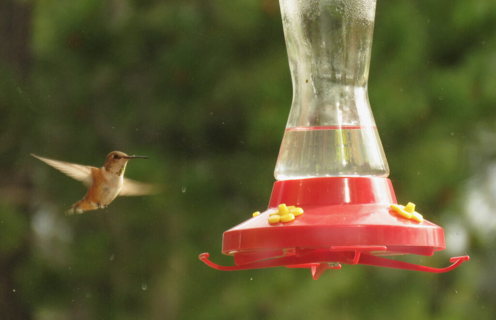 rufous hummingbird