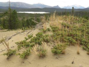 1 up on dunes (The End Of Summer)