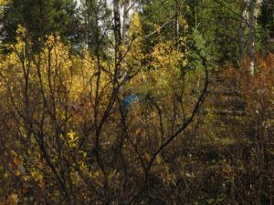 23 working in birch (Fire-smarting ginty creek)