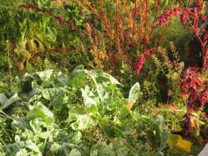 40 garden jungle (Fire-smarting ginty creek)