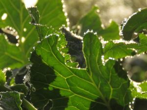 37 rain on kale leaves (Fire-smarting ginty creek)