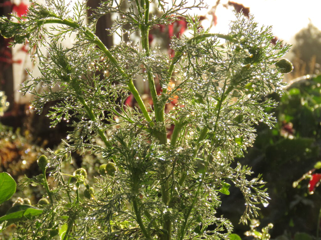 pineapple weed