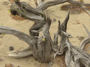 2 juniper stump (The End Of Summer)