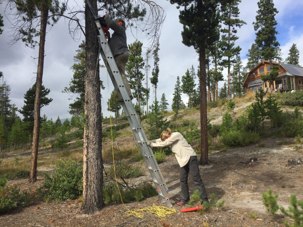 clearing branches