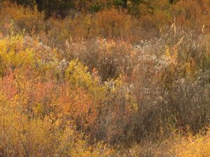 scrub birch pretty (Fire-smarting ginty creek)