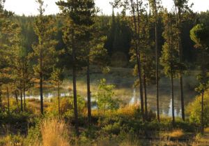 new pond (Tatlayoko and Bella Coola)