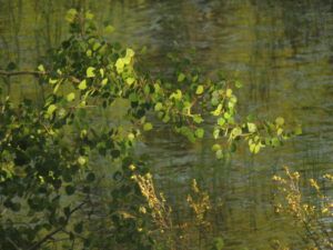 aspen light (Tatlayoko and Bella Coola)