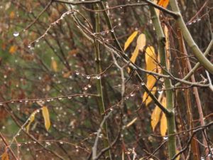 23 rain drops (Fire-smarting ginty creek)