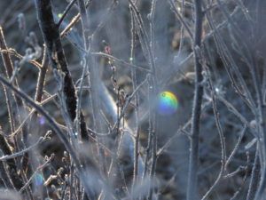 26 birch twigs (Fire-smarting ginty creek)